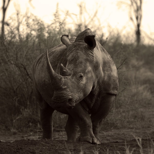 Rhino